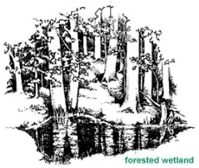 Forested Wetland